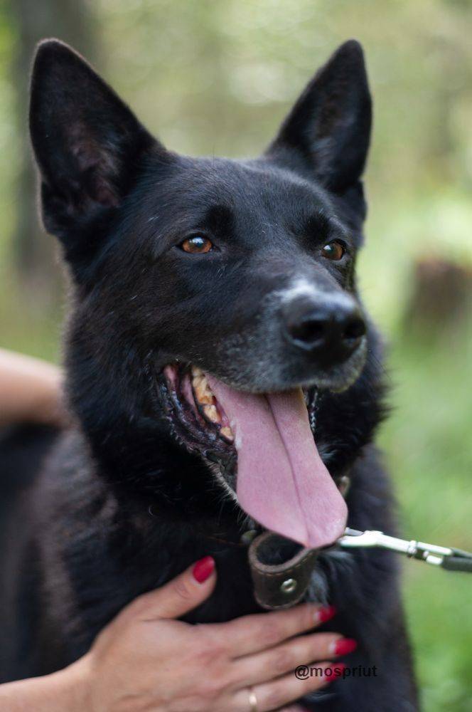 собака Техас  приюта для бездомных животных