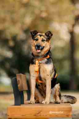 Приют для бездомных животных в Москве и Московской области | Взять собаку или кошку из приюта - mospriut