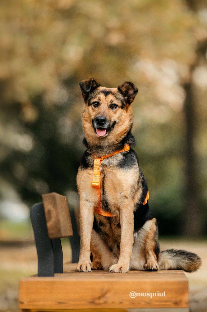 собака Шуня  приюта для бездомных животных