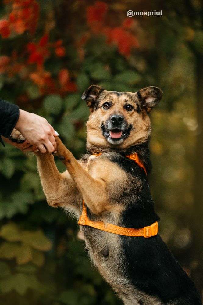 СОБАКА ШУНЯ  из приюта Дубовая Роща для бездомных животных, Москва и Московская область | mospriut