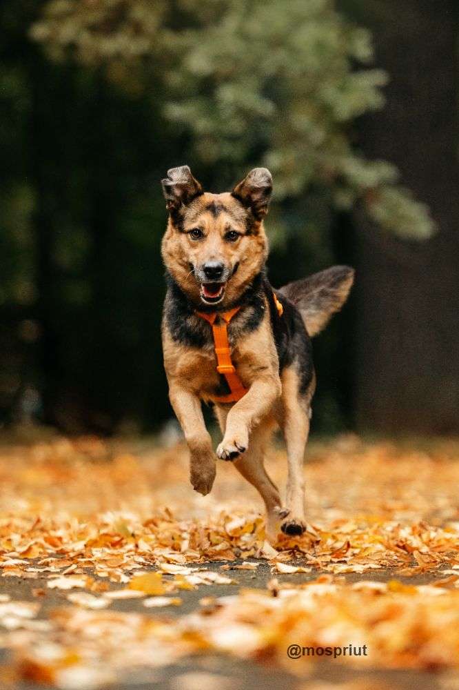 СОБАКА ШУНЯ  из приюта Дубовая Роща для бездомных животных, Москва и Московская область | mospriut