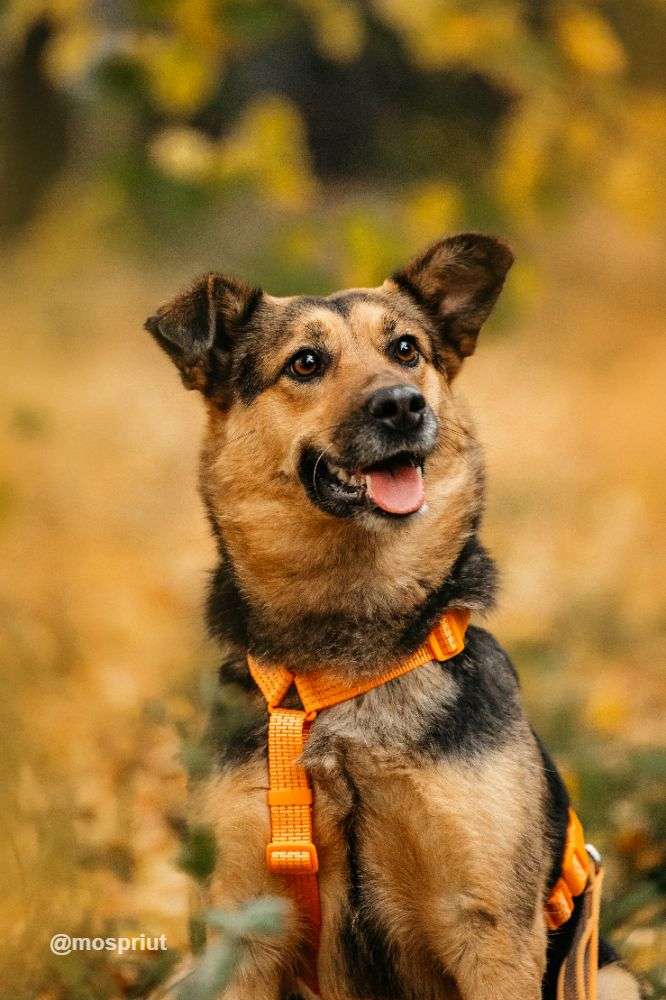 СОБАКА ШУНЯ  из приюта Дубовая Роща для бездомных животных, Москва и Московская область | mospriut