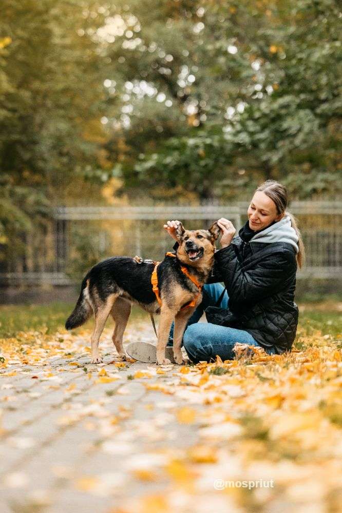 СОБАКА ШУНЯ  из приюта Дубовая Роща для бездомных животных, Москва и Московская область | mospriut