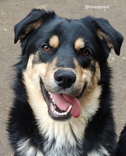 собака Мирон из приюта ищет дом