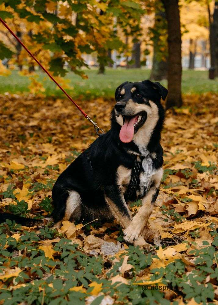 СОБАКА МИРОН  из приюта Дубовая Роща для бездомных животных, Москва и Московская область | mospriut