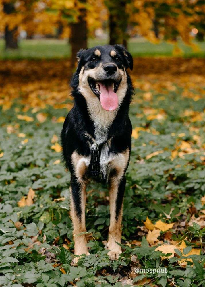 СОБАКА МИРОН  из приюта Дубовая Роща для бездомных животных, Москва и Московская область | mospriut