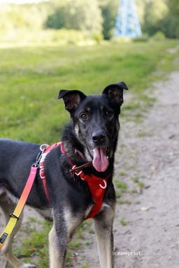 собака Бакс из приюта ищет дом