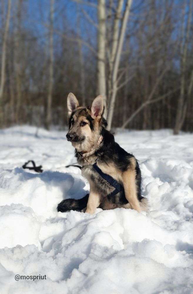 СОБАКА АМУР  из приюта Щербинка для бездомных животных, Москва и Московская область | mospriut