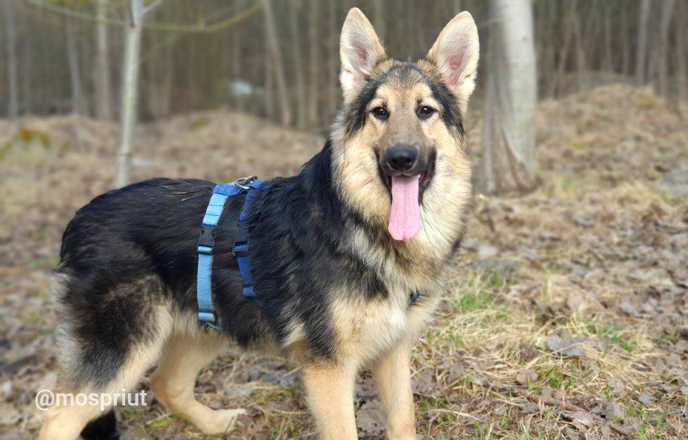 Питомец Амур из приюта для бездомных животных - mospriut (мосприют)