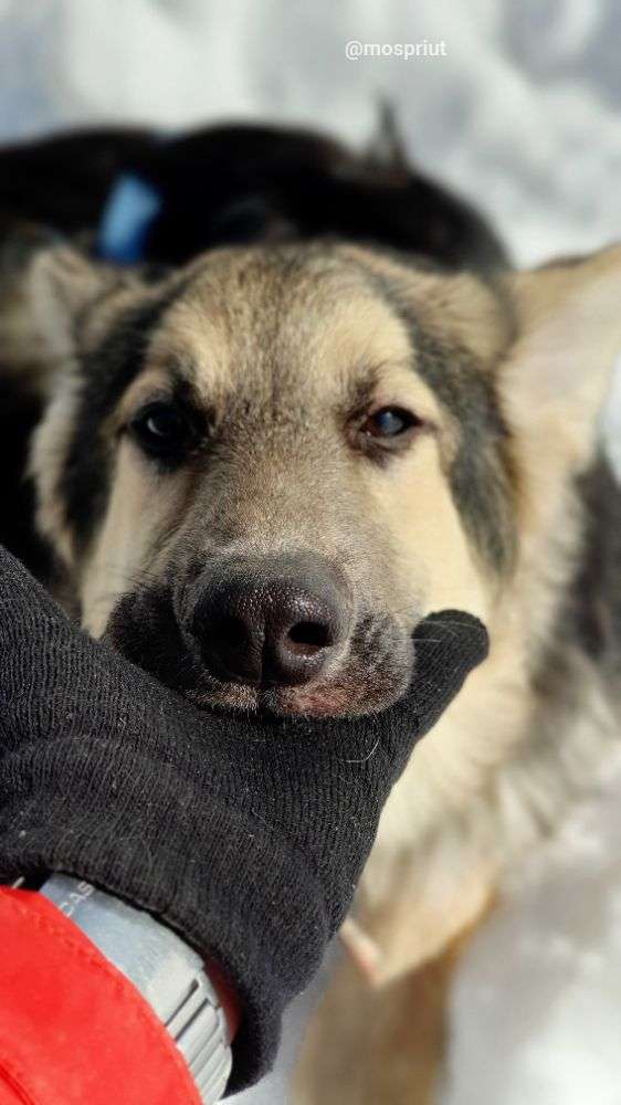 СОБАКА АМУР  из приюта Щербинка для бездомных животных, Москва и Московская область | mospriut