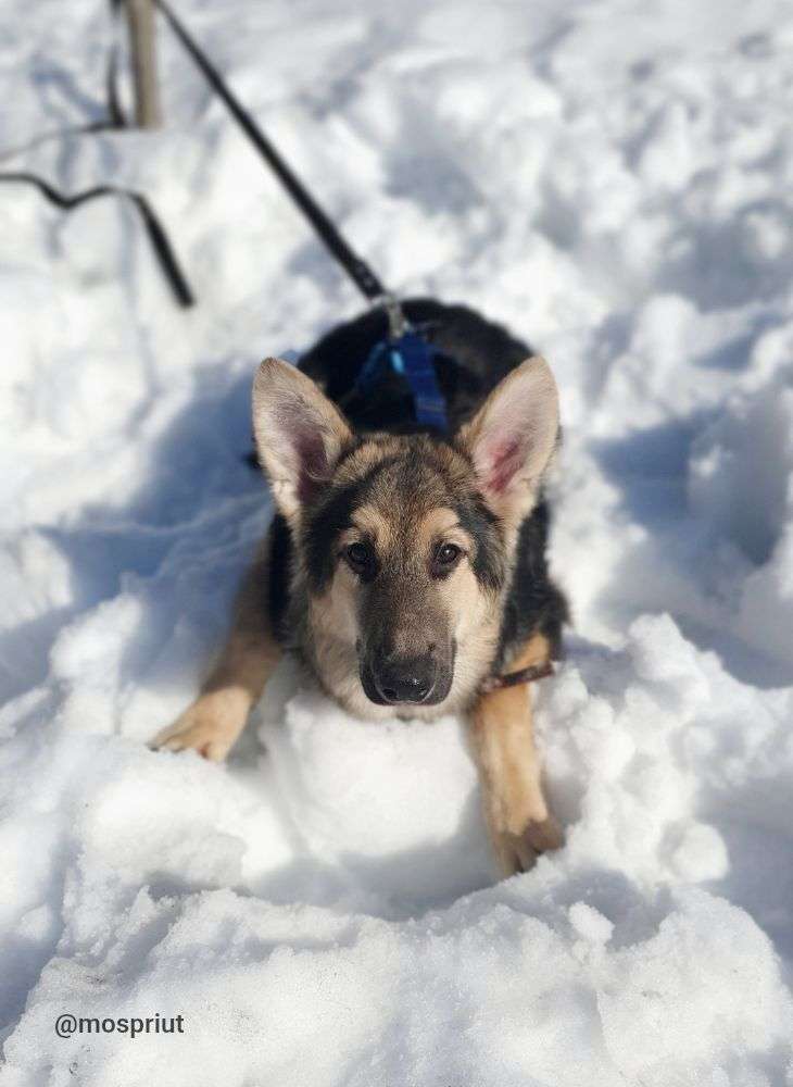 СОБАКА АМУР  из приюта Щербинка для бездомных животных, Москва и Московская область | mospriut