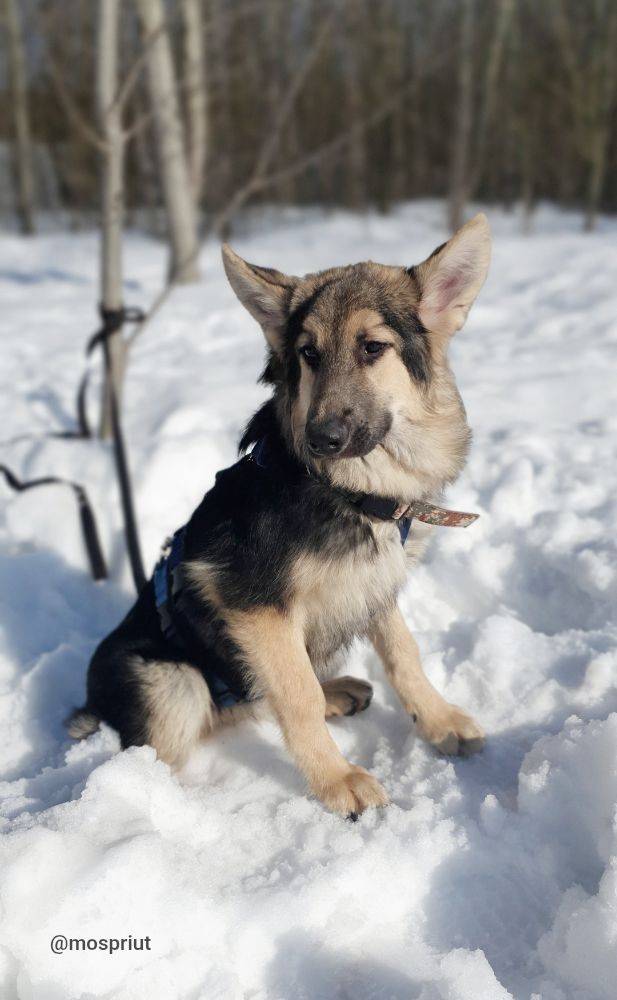 Питомец Амур из приюта для бездомных животных - mospriut (мосприют)