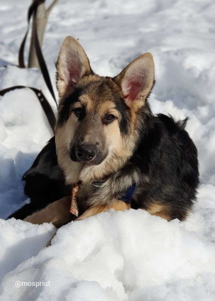 СОБАКА АМУР  из приюта Щербинка для бездомных животных, Москва и Московская область | mospriut