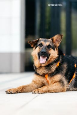 собака Фьючерс из приюта ищет дом