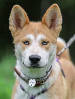 собака Юки из приюта ищет дом