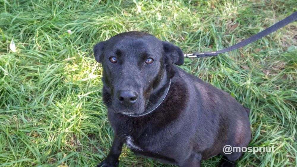 СОБАКА МАЛЬТА  из приюта Щербинка для бездомных животных, Москва и Московская область | mospriut