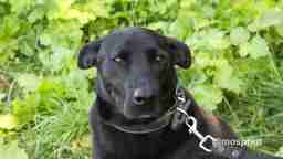 Приют для бездомных животных в Москве и Московской области | Взять собаку или кошку из приюта - mospriut