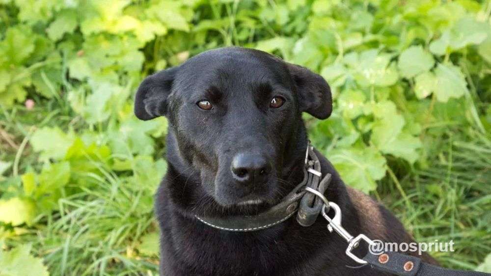 СОБАКА МАЛЬТА  из приюта Щербинка для бездомных животных, Москва и Московская область | mospriut