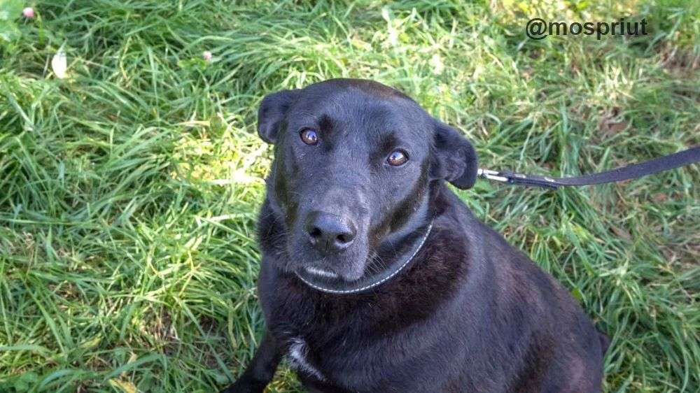 СОБАКА МАЛЬТА  из приюта Щербинка для бездомных животных, Москва и Московская область | mospriut