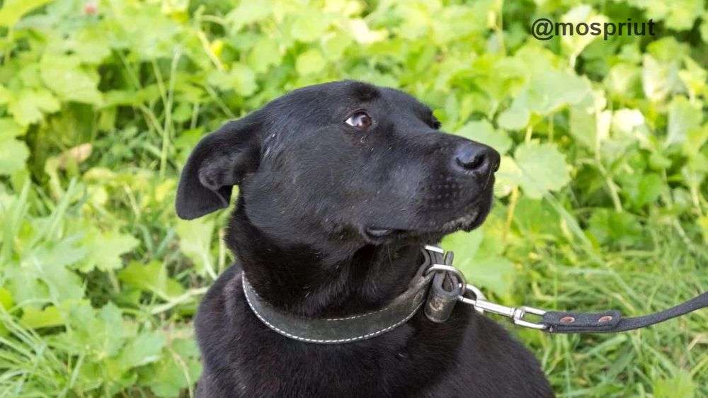 СОБАКА МАЛЬТА  из приюта Щербинка для бездомных животных, Москва и Московская область | mospriut