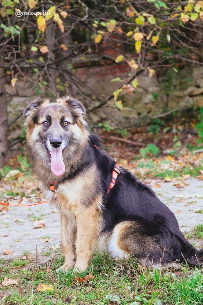 СОБАКА БОНЯ из приюта Щербинка для бездомных животных, Москва и Московская область | mospriut