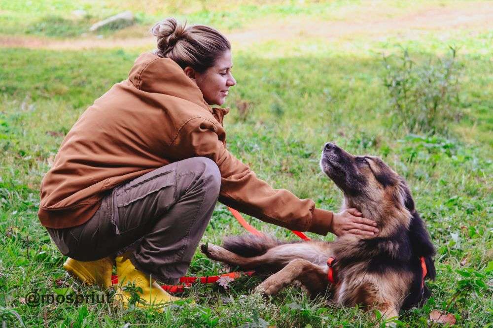 СОБАКА БОНЯ из приюта Щербинка для бездомных животных, Москва и Московская область | mospriut