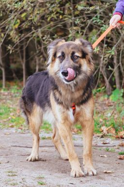 собака Боня из приюта ищет дом