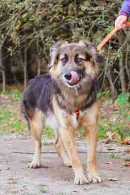 Приют для бездомных животных в Москве и Московской области | Взять собаку или кошку из приюта - mospriut