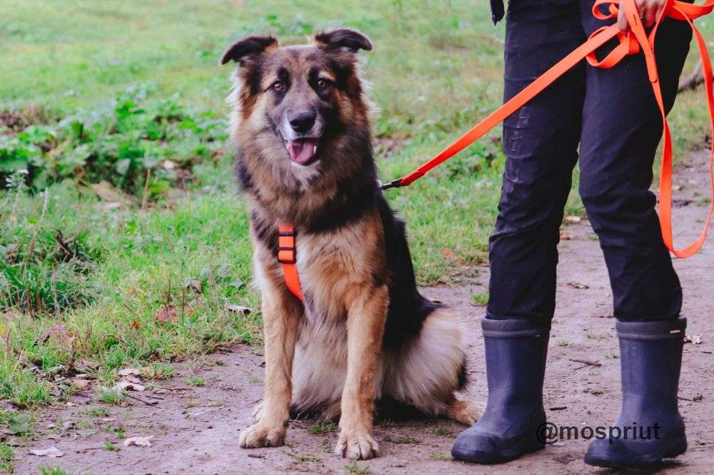 СОБАКА БОНЯ из приюта Щербинка для бездомных животных, Москва и Московская область | mospriut