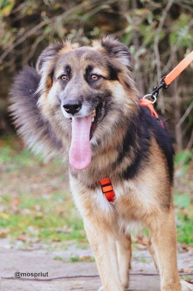 СОБАКА БОНЯ из приюта Щербинка для бездомных животных, Москва и Московская область | mospriut