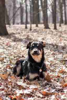 Приют для бездомных животных в Москве и Московской области | Взять собаку или кошку из приюта - mospriut