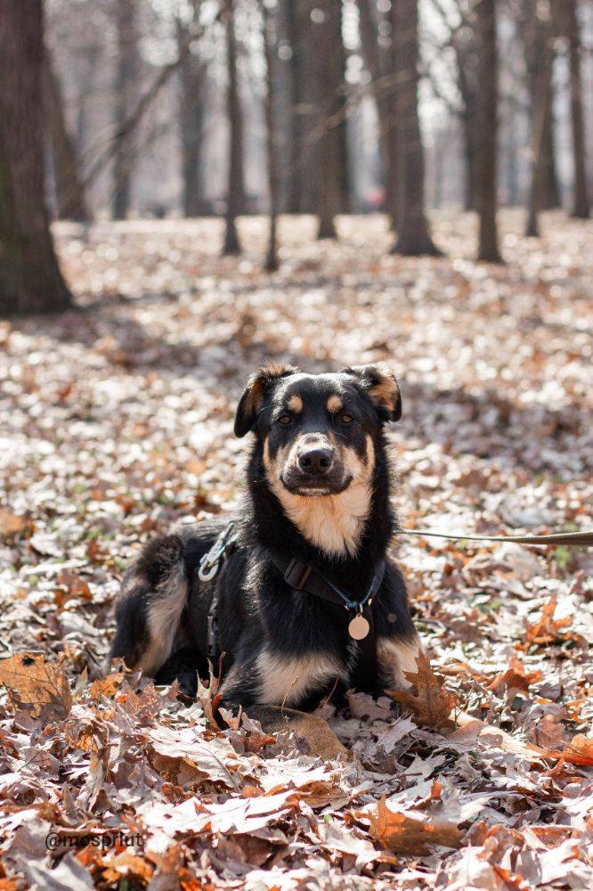 собака Илай  из приюта  для бездомных животных (собаки и кошки), Москва и Московская область