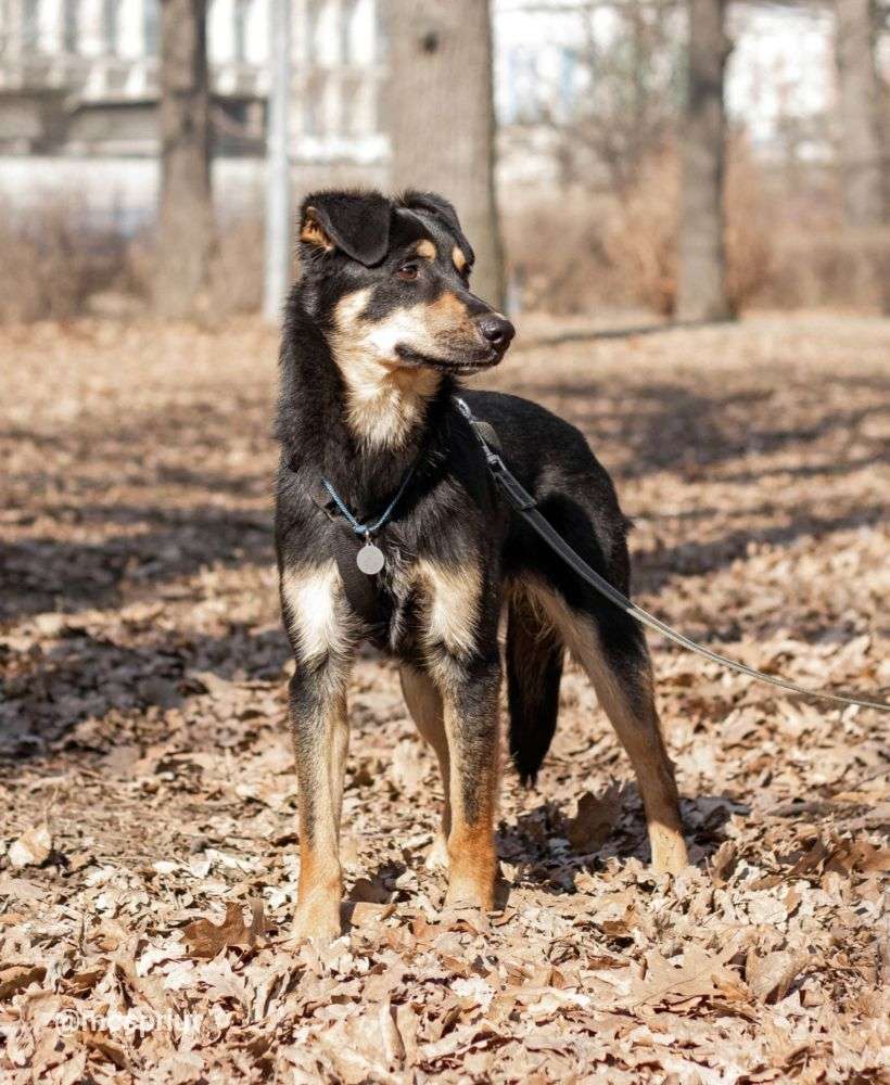 СОБАКА ИЛАЙ  из приюта Дубовая Роща для бездомных животных, Москва и Московская область | mospriut