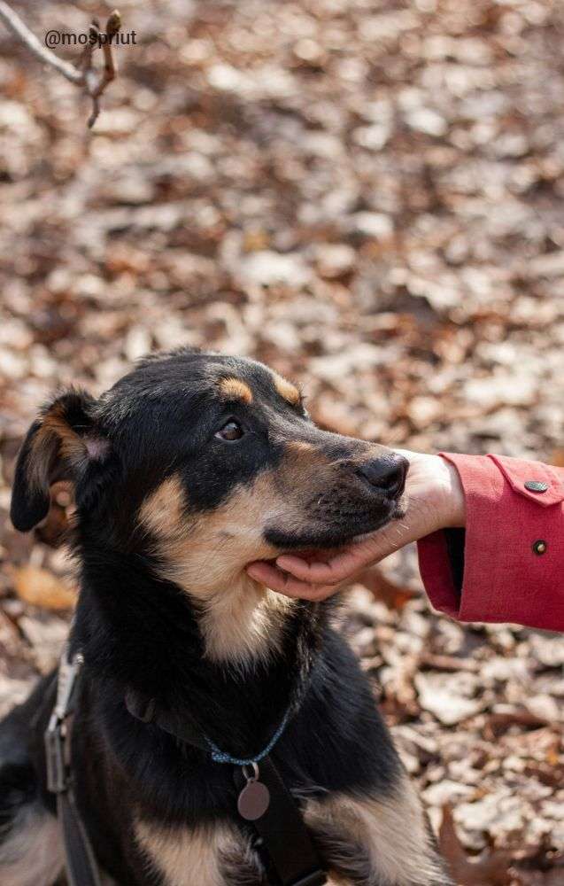 СОБАКА ИЛАЙ  из приюта Дубовая Роща для бездомных животных, Москва и Московская область | mospriut