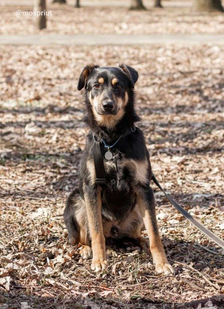 СОБАКА ИЛАЙ  из приюта Дубовая Роща для бездомных животных, Москва и Московская область | mospriut