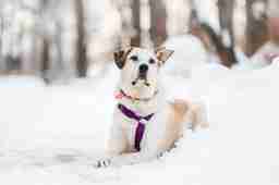 Приют для бездомных животных в Москве и Московской области | Взять собаку или кошку из приюта - mospriut