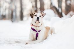 собака Брут из приюта ищет дом