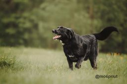 собака Харли из приюта ищет дом