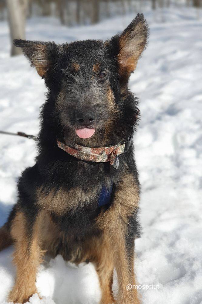 Джим из приюта Москвы и области ищет дом