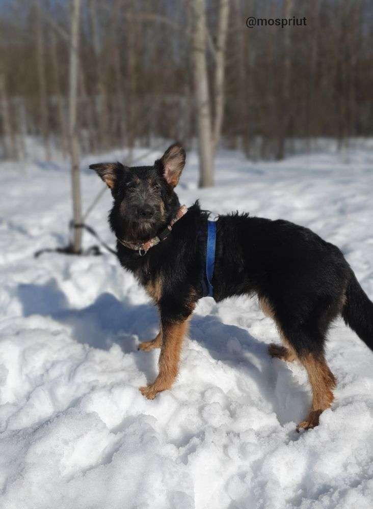 СОБАКА ДЖИМ  из приюта Щербинка для бездомных животных, Москва и Московская область | mospriut