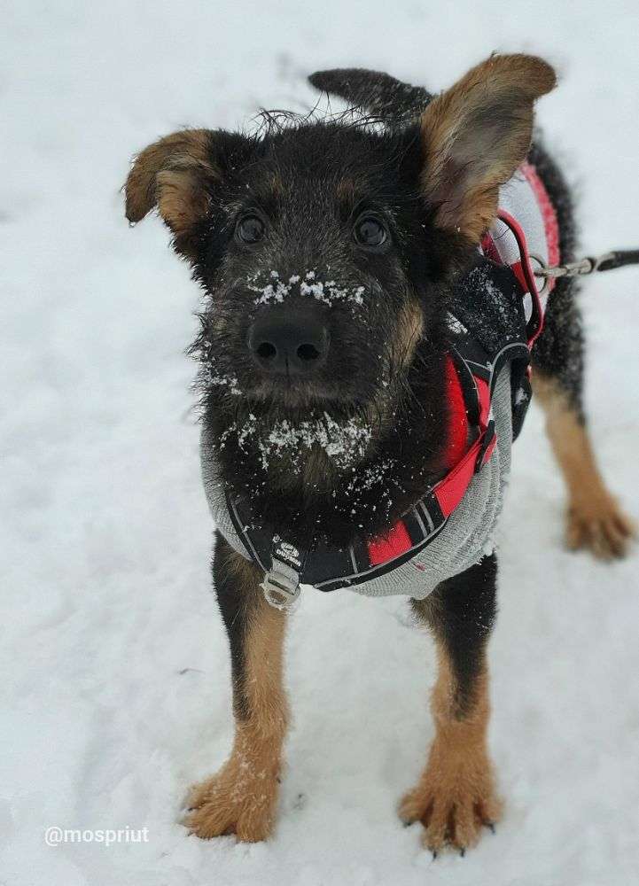 СОБАКА ДЖИМ  из приюта Щербинка для бездомных животных, Москва и Московская область | mospriut
