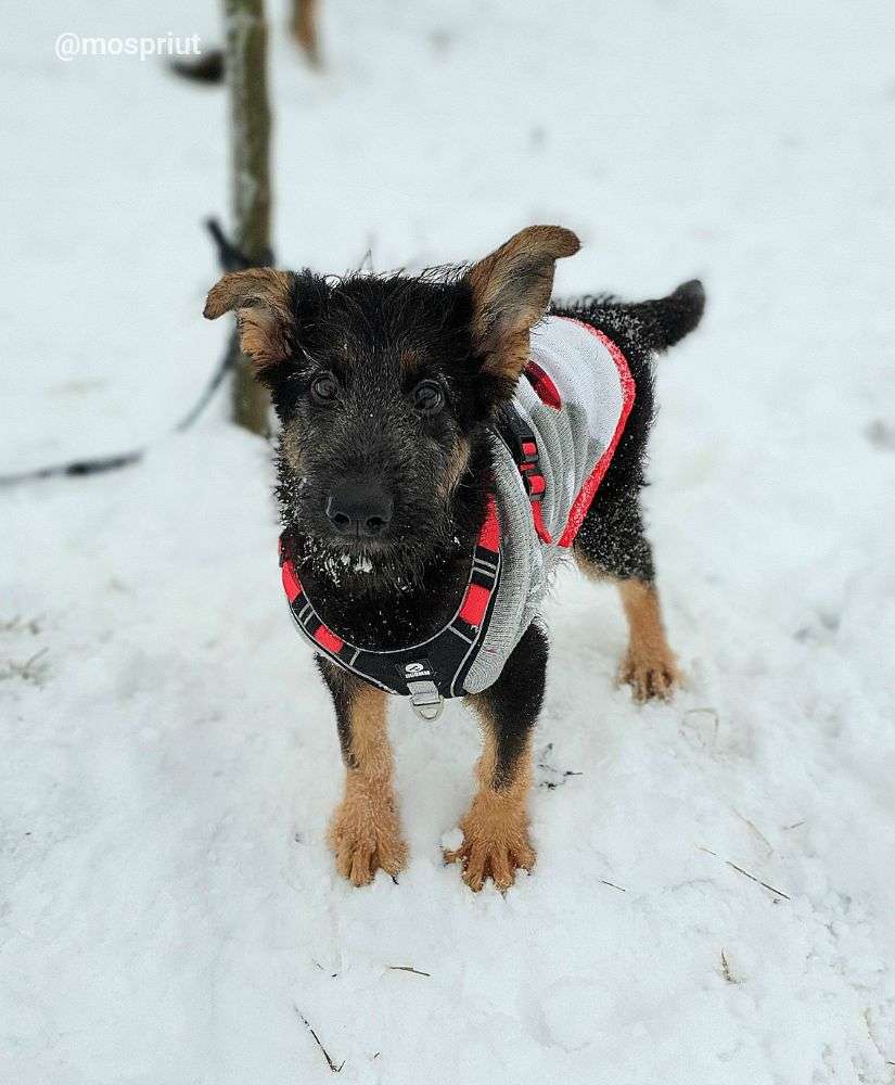 СОБАКА ДЖИМ  из приюта Щербинка для бездомных животных, Москва и Московская область | mospriut