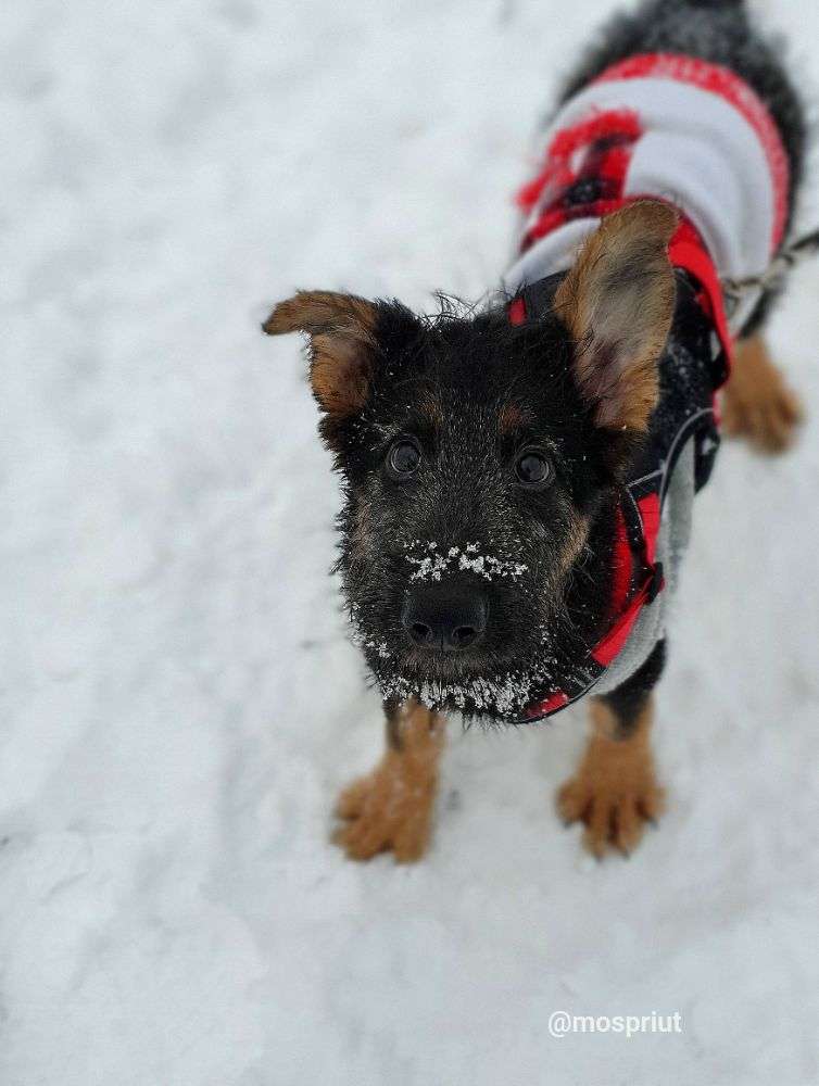 СОБАКА ДЖИМ  из приюта Щербинка для бездомных животных, Москва и Московская область | mospriut