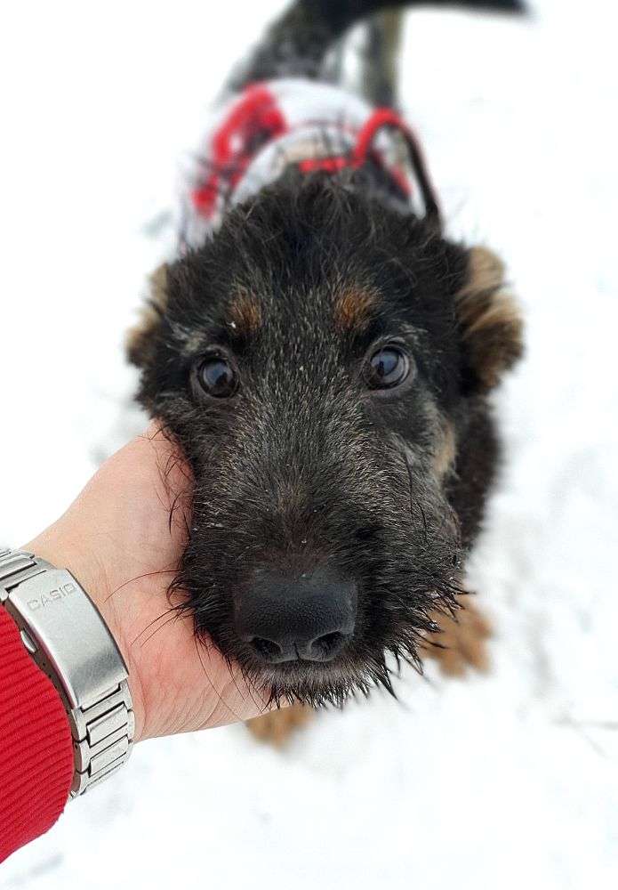 СОБАКА ДЖИМ  из приюта Щербинка для бездомных животных, Москва и Московская область | mospriut