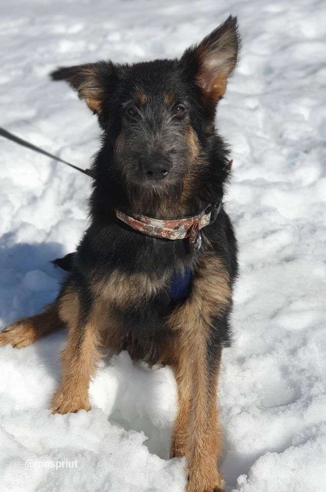 СОБАКА ДЖИМ  из приюта Щербинка для бездомных животных, Москва и Московская область | mospriut
