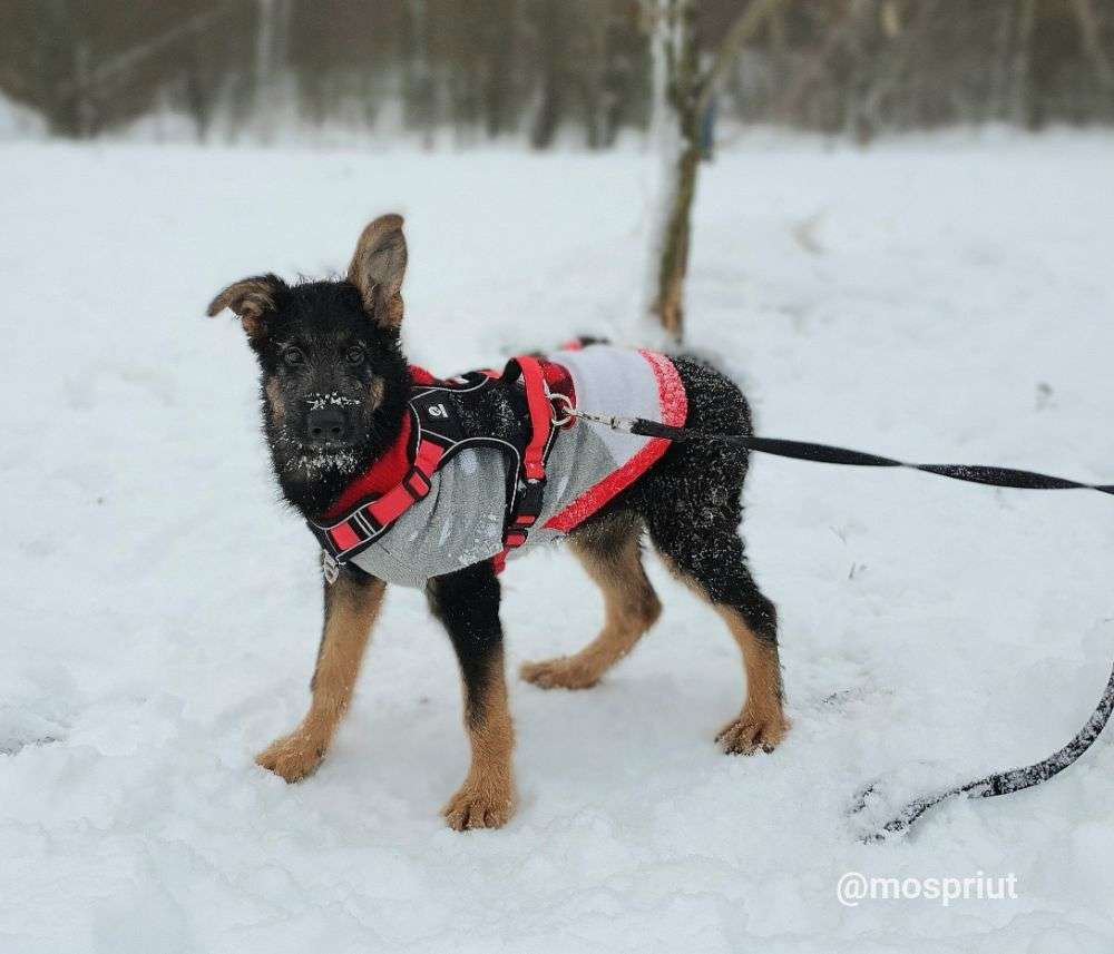СОБАКА ДЖИМ  из приюта Щербинка для бездомных животных, Москва и Московская область | mospriut