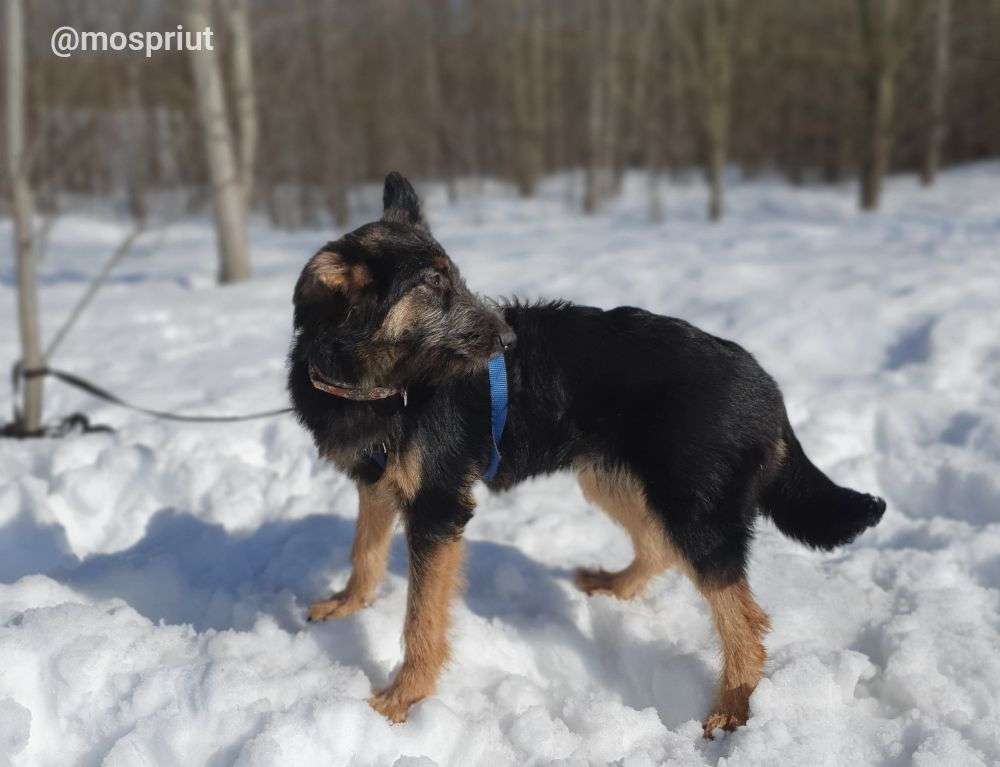 СОБАКА ДЖИМ  из приюта Щербинка для бездомных животных, Москва и Московская область | mospriut