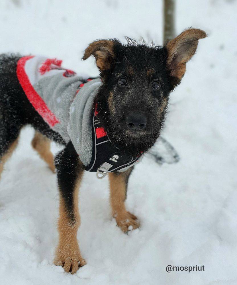 Питомец Джим из приюта для бездомных животных - mospriut (мосприют)