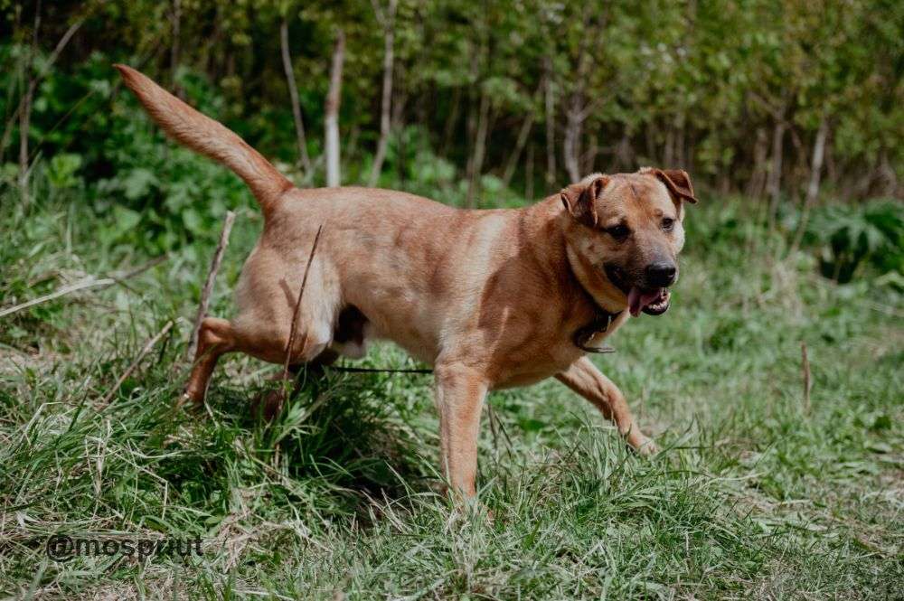 СОБАКА РУДИ  из приюта Щербинка для бездомных животных, Москва и Московская область | mospriut