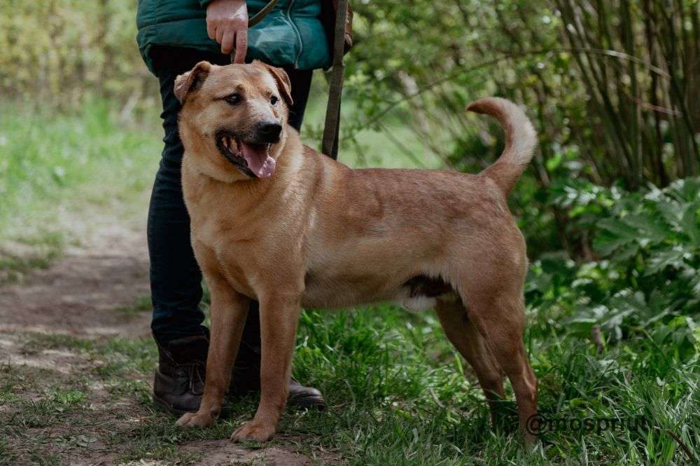 СОБАКА РУДИ  из приюта Щербинка для бездомных животных, Москва и Московская область | mospriut